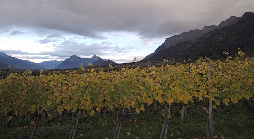 Weinbau die Obrecht's in der Sonne.