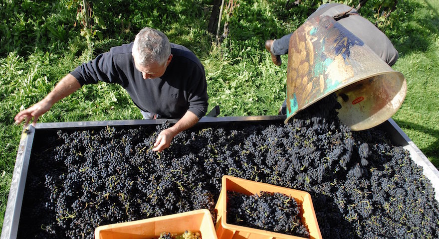 Weinbau die Obrecht's in der Sonne.