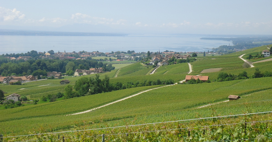 Cave de la Côte (Uvavins)