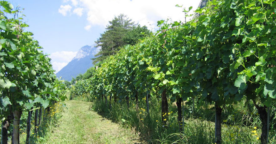 Weingut Hermann